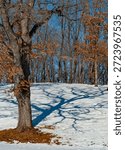 A tree casts a winter shadow at Nelson Dewey State Park, Grant County, Wisconsin