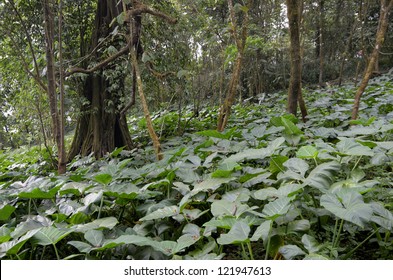 Tree With Cave In Cameroonian Rain Forest, In Front Yams Plantation, Mount Cameroon