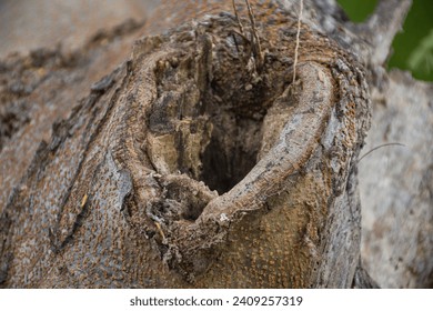 tree cavities, Close up of a tree knot on a hollow tree trunk