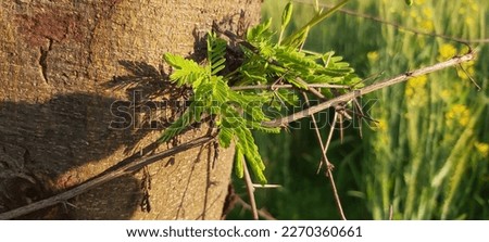 Tree Cell Sap Flowing from the bark of tree