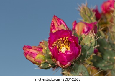 Tree Cholla In Bloom, High Desert Of Edgewood, New Mexico