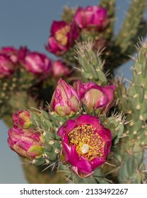 Tree Cholla In Bloom, High Desert Of Edgewood, New Mexico