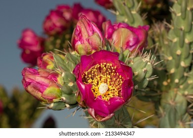 Tree Cholla In Bloom, High Desert Of Edgewood, New Mexico