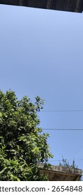 a tree with a clear sky in the background