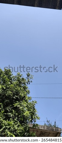a tree with a clear sky in the background