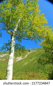 Tree And The Cliffs Of Crawford Notch