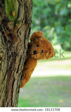 Tree climbing bear