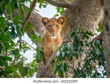 Tree climbing lion cub - Powered by Shutterstock