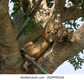 Tree climbing lion having a rest in a fig tree, Ishasha region, Queen Elizabeth National Park, Uganda
