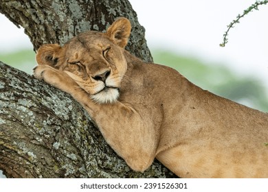 Tree climbing lion, sleeping in a tree. Serengeti National Park - Powered by Shutterstock