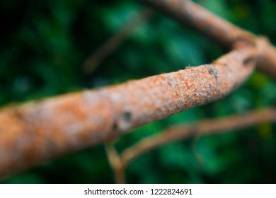 tree close up branch