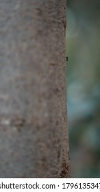 Tree close up texture, ants bugs bark, branch