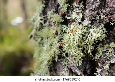 Tree close-up with colorful moldy texture - Shutterstock ID 1769039240