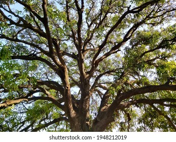 The Tree Closeup From Downward. Nature Background. 