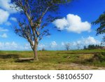 Tree & Clouds