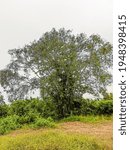 tree in the cloudy day