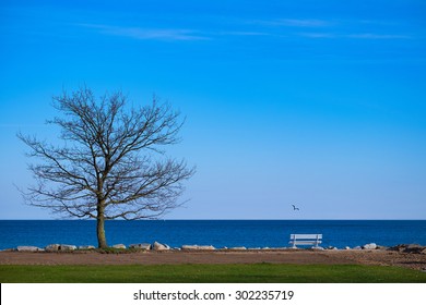 Tree at the coast