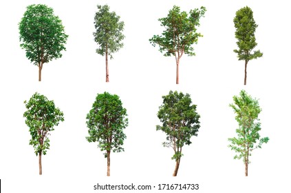 Tree collection, Beautiful large,  tropical tree set suitable for use in design, isolated on a white background