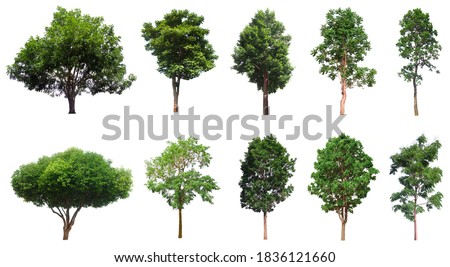 Tree collection, Beautiful large, tropical tree set suitable for use in design or decoration, isolated on a white background