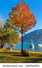 Tree with colorful autumnal foliage under blue sky on the shore of Lake Maggiore in Locarno, Switzerland. - Shutterstock ID 2203563941