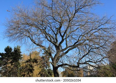 a tree with completely leafless leaves in autumn