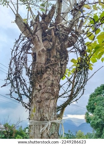 tree convered with barbed wire