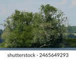 Tree with cormorant nests. The great cormorant (Phalacrocorax carbo), known as the great black cormorant is a widespread member of the cormorant family of seabirds.
