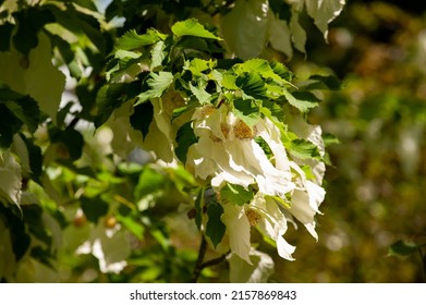 Tree Cornaceae Davidia Involucrata Flowers Blossom In The Garden. 