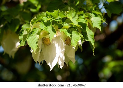 Tree Cornaceae Davidia Involucrata Flowers Blossom In The Garden. 