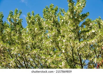 Tree Cornaceae Davidia Involucrata Flowers Blossom In The Garden. 