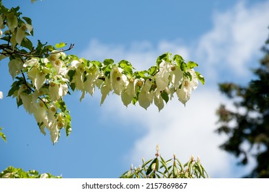 Tree Cornaceae Davidia Involucrata Flowers Blossom In The Garden. 