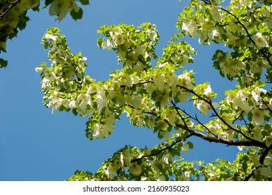 Tree Cornaceae Davidia Involucrata Flowers Blossom In The Garden. 