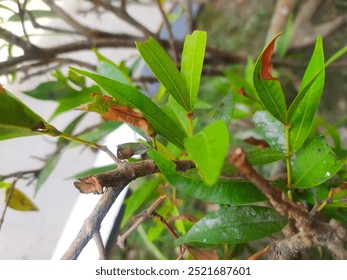 A tree covered in damaged leaves.
