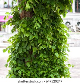 Tree covered with foliage