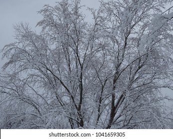 Tree Covered With Heavy Snow After Nor Easter