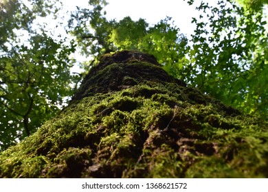 The tree covered with moss