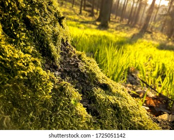 Tree covered with moss in sunlight