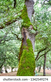 Tree covered with musk in a wood - Shutterstock ID 1342549274