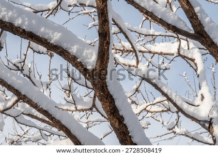 A tree covered in snow, with the branches and trunk covered in a thick layer of white. The snow is piled high on the branches, creating a beautiful and serene winter scene. The tree appears to be bare