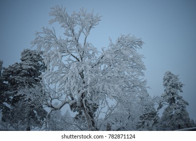 Tree Covered With Snow, Saariselkä Finland - December 8 2017