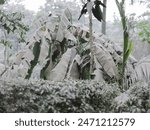 A tree covered in volcanic ash is a striking sight. Its leaves and branches are coated in a fine, grayish-white layer of ash, giving it a ghostly appearance. 