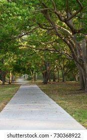 Tree covered walkway