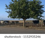 Tree with Cows