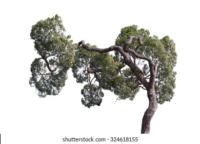 Tree with crooked branch isolated on white background