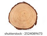 Tree cross section. Texture of tree trunk with life rings. How old is the tree rings. Cross section of oak grove tree trunk showing growth rings isolated on white background.