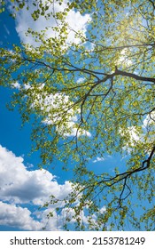 Baumkrone eines Birkenbaums, frische grüne Blätter. blauer Himmel mit Wolken im Frühling