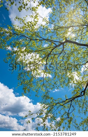 tree crown of a birch tree, fresh green leaves. blue sky with clouds, at springtime