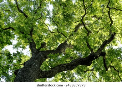 The tree crown is the branches of a large old ash tre