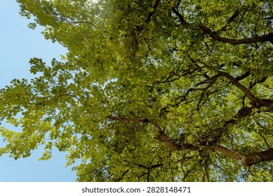 Tree crown with sun shining through green leaves, blue sky, in Olympia, Greece