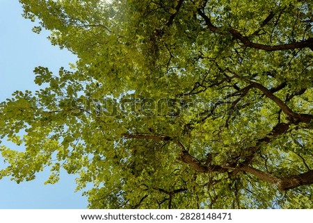 Tree crown with sun shining through green leaves, blue sky, in Olympia, Greece